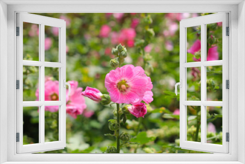 Fototapeta Naklejka Na Ścianę Okno 3D - Beautiful pink hollyhock flower in the garden