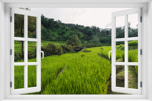 Fototapeta Naklejka Na Ścianę Okno 3D - Green rice fields at the countryside