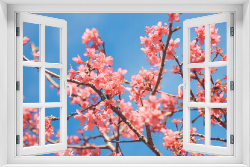 Fototapeta Naklejka Na Ścianę Okno 3D - cherry blossom in spring