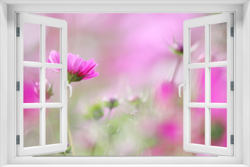 Fototapeta Naklejka Na Ścianę Okno 3D - 美しく輝くピンクのコスモスの花