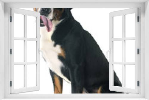 Fototapeta Naklejka Na Ścianę Okno 3D - Appenzeller Sennenhund