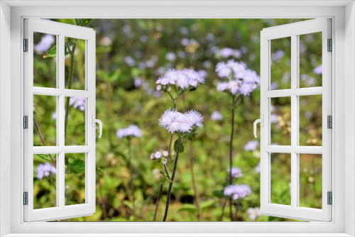 Fototapeta Naklejka Na Ścianę Okno 3D - Landscape mode Flowers of Ageratum conyzoides also known as Tropical whiteweed, Billygoat plant, Goatweed, Bluebonnet, Bluetop, White Cap, Chick weed