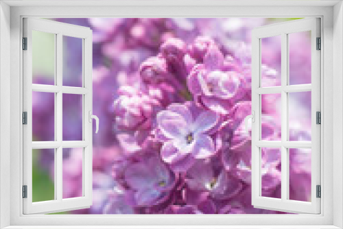 Fototapeta Naklejka Na Ścianę Okno 3D - Lila Flieder
