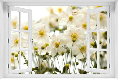 Fototapeta Naklejka Na Ścianę Okno 3D - Japanese thimbleweed in full blooming