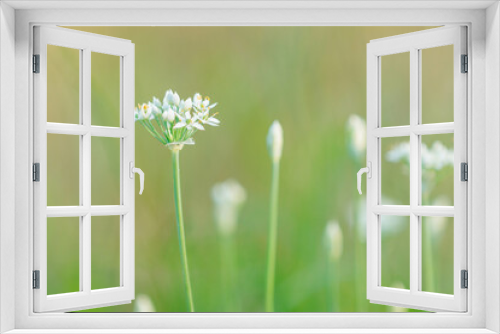 Fototapeta Naklejka Na Ścianę Okno 3D - 可愛い野蒜の白い花