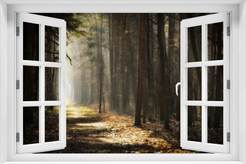 Fototapeta Naklejka Na Ścianę Okno 3D - Wald