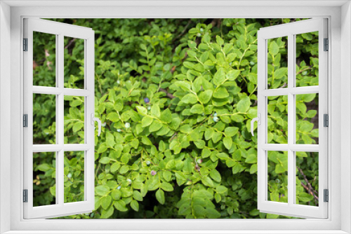 Fototapeta Naklejka Na Ścianę Okno 3D - Green Blubarrys