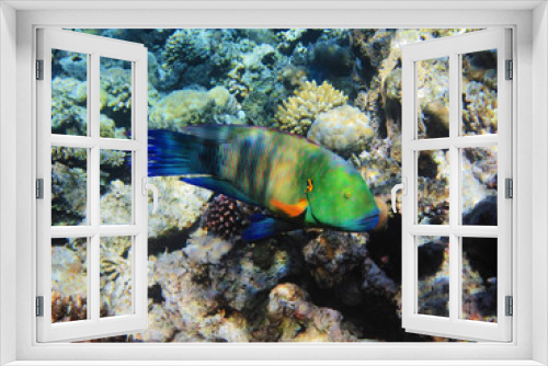 Fototapeta Naklejka Na Ścianę Okno 3D - Tropical fish on the coral reef in Red Sea, Egypt