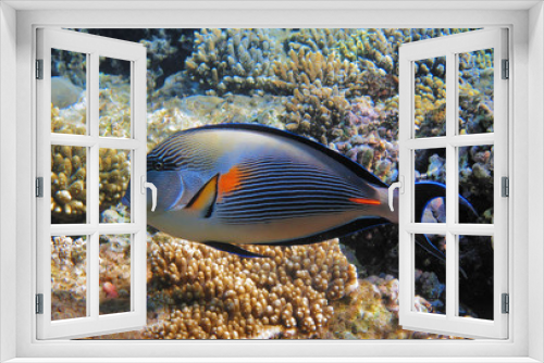 Fototapeta Naklejka Na Ścianę Okno 3D - Tropical fish on the coral reef in Red Sea
