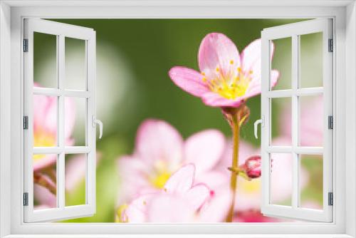 Fototapeta Naklejka Na Ścianę Okno 3D - Beautiful spring flowers,floral background