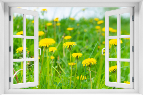 Fototapeta Naklejka Na Ścianę Okno 3D - Dandelion yellow flowers field spring grass meadow