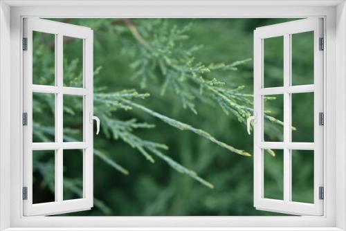 Fototapeta Naklejka Na Ścianę Okno 3D - Green juniper branches close-up, green background, juniper branches texture , 