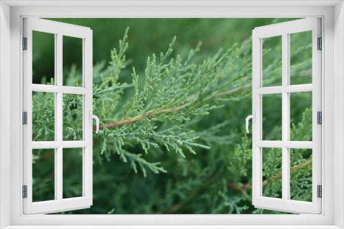 Fototapeta Naklejka Na Ścianę Okno 3D - Green juniper branches close-up, green background, juniper branches texture , 
