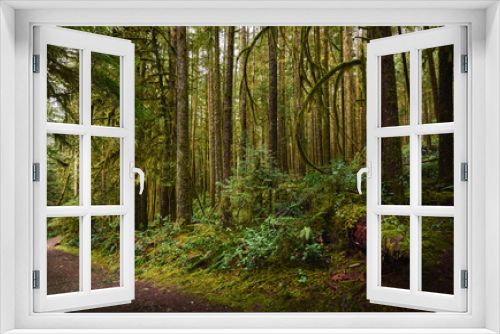 Fototapeta Naklejka Na Ścianę Okno 3D - Scenic west coast rainforest, rich in moss, sword ferns, cedar trees, and Douglas fir trees. Hiking Trail in Skookumchuck Narrows Provincial Park. Sunshine Coast, British Columbia, Canada