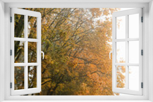Fototapeta Naklejka Na Ścianę Okno 3D - autumn background. foggy day in nature. fall season. wet cold fog weather. Misty landscape with autumn trees and road in park, natural abstract backdrop.
