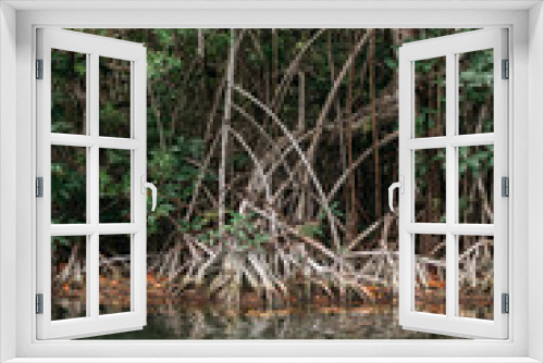 Fototapeta Naklejka Na Ścianę Okno 3D - mangrove roots in mexican jungle river