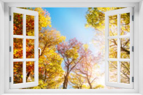 Fototapeta Naklejka Na Ścianę Okno 3D - Colorful trees framing the blue sky, a wide angle autumn scenery with the bright sun illuminating the foliage