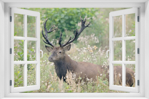 Fototapeta Naklejka Na Ścianę Okno 3D - Red deer stag with antlers in forest glade Cervus elaphus