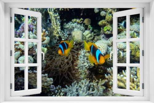 Fototapeta Naklejka Na Ścianę Okno 3D - Clown fish in a coral reef in the Red Sea