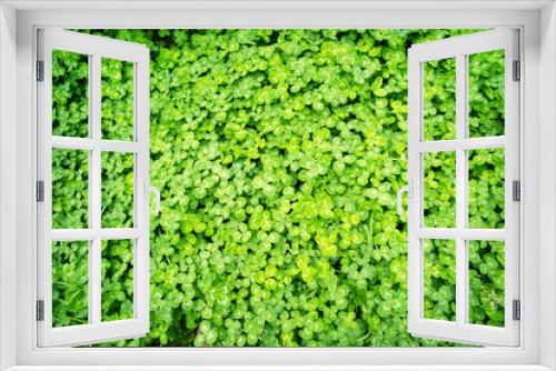 Fototapeta Naklejka Na Ścianę Okno 3D - whitetip clover