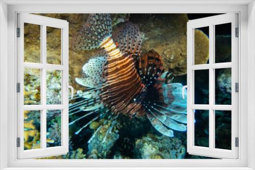 Fototapeta Naklejka Na Ścianę Okno 3D - Lionfish in a coral reef in the Red Sea