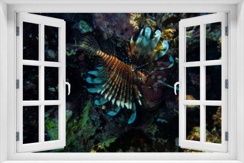 Fototapeta Naklejka Na Ścianę Okno 3D - Lionfish in a coral reef in the Red Sea