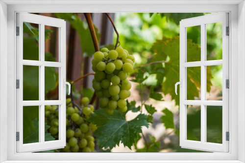 Fototapeta Naklejka Na Ścianę Okno 3D - Bunch of grapes in vineyard in sunny weather