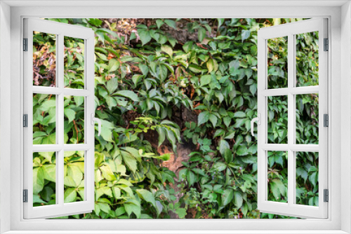 Fototapeta Naklejka Na Ścianę Okno 3D - Green background. Girlish grapes. Leaves, background texture 