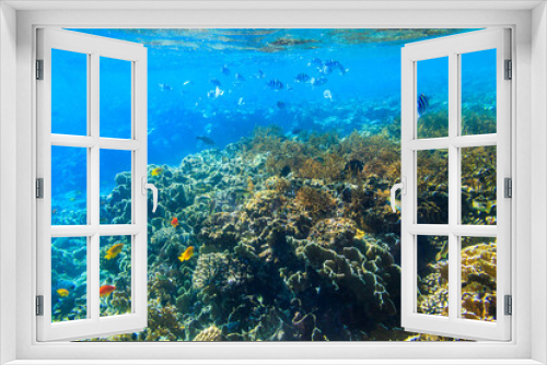 Fototapeta Naklejka Na Ścianę Okno 3D - Different tropical fish at coral reef in the Red sea in Blue lagoon, Sinai peninsula in Egypt