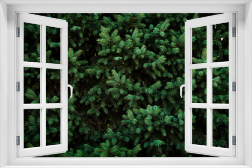 Fototapeta Naklejka Na Ścianę Okno 3D - Background green spruce twigs closeup.