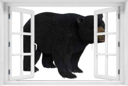 Fototapeta Naklejka Na Ścianę Okno 3D - Black Bear Isolated on White