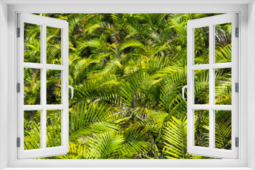 Fototapeta Naklejka Na Ścianę Okno 3D - Green tropical palm leaves and foliage