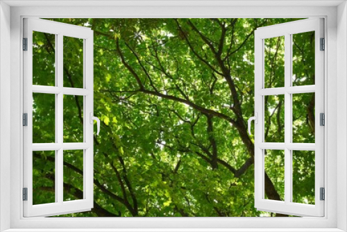 Fototapeta Naklejka Na Ścianę Okno 3D - Leaves