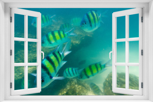 Fototapeta Naklejka Na Ścianę Okno 3D - Group of coral fish in Andaman Sea