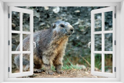 Fototapeta Naklejka Na Ścianę Okno 3D - Marmotte des alpes,  Marmota marmota