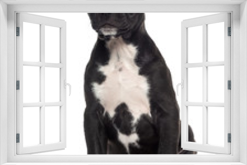 Fototapeta Naklejka Na Ścianę Okno 3D - American Staffordshire Terrier puppy sitting (3 months old)