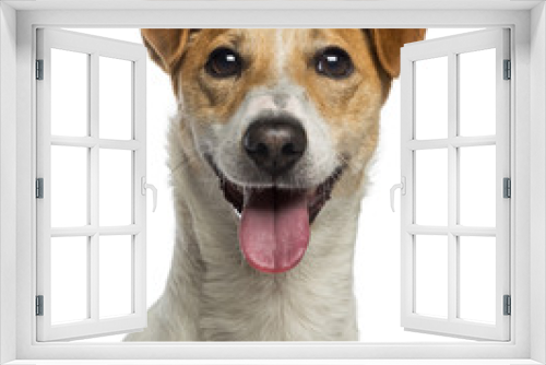 Fototapeta Naklejka Na Ścianę Okno 3D - Headshot of a Jack Russell Terrier (18 months old)