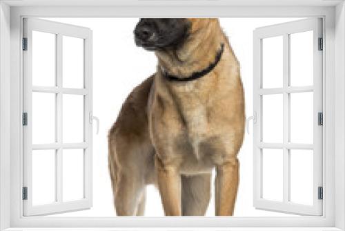 Fototapeta Naklejka Na Ścianę Okno 3D - Belgian Shepherd Dog standing (Malinois)