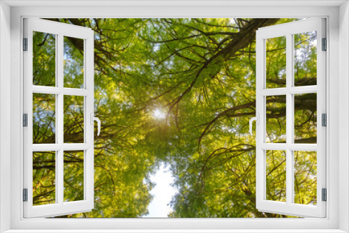 Fototapeta Naklejka Na Ścianę Okno 3D - Up from the bottom view of the tops of trees with green foliage, the top of forest trees among which the rays of the sun break through