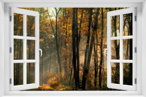 Fototapeta Naklejka Na Ścianę Okno 3D - autumn forest early in the morning, the sun's rays filtering through the branches and fog. 
