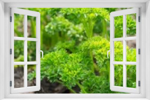 Fototapeta Naklejka Na Ścianę Okno 3D - Petersilie im Garten - parsley in garden 03