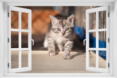 Fototapeta Naklejka Na Ścianę Okno 3D - Beautiful gray kitten in a village yard.