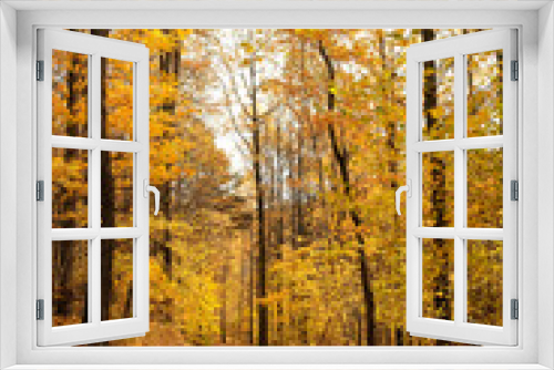 Fototapeta Naklejka Na Ścianę Okno 3D - Beautiful autumn forest landscape. autumn trees with orange-yellow foliage and pathway, natural background. fall season. template for design.