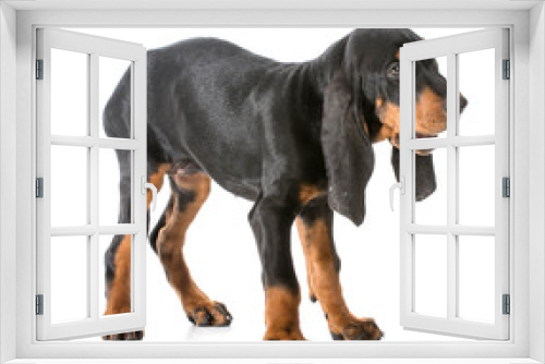 Fototapeta Naklejka Na Ścianę Okno 3D - black and tan coonhound
