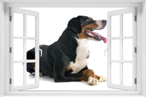 Fototapeta Naklejka Na Ścianę Okno 3D - Appenzeller Sennenhund