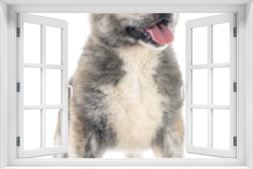Fototapeta Naklejka Na Ścianę Okno 3D - puppy akita inu