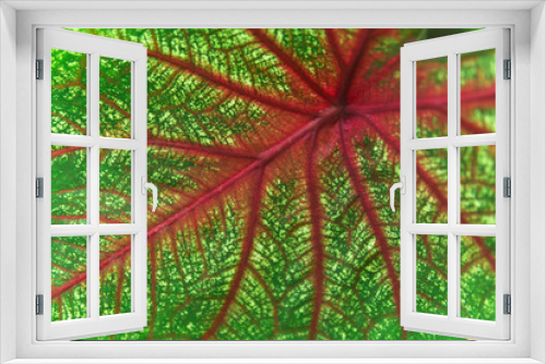 Fototapeta Naklejka Na Ścianę Okno 3D - background, texture, colored leaf of caladium plant close-up