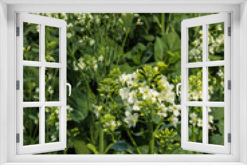 Fototapeta Naklejka Na Ścianę Okno 3D - kale vegetable in garden
