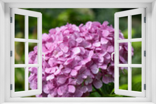 Fototapeta Naklejka Na Ścianę Okno 3D - Purple flowers up close detail