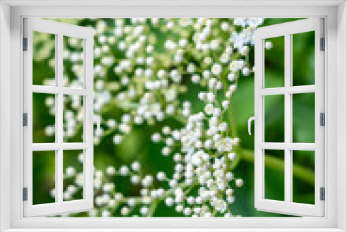 Fototapeta Naklejka Na Ścianę Okno 3D - Blooming elderflower in garden
